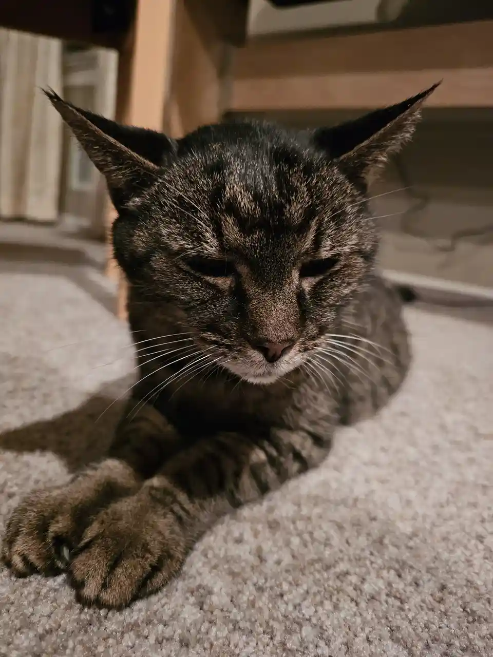 Farewell, Beloved Furry Friend: You Will Be Missed