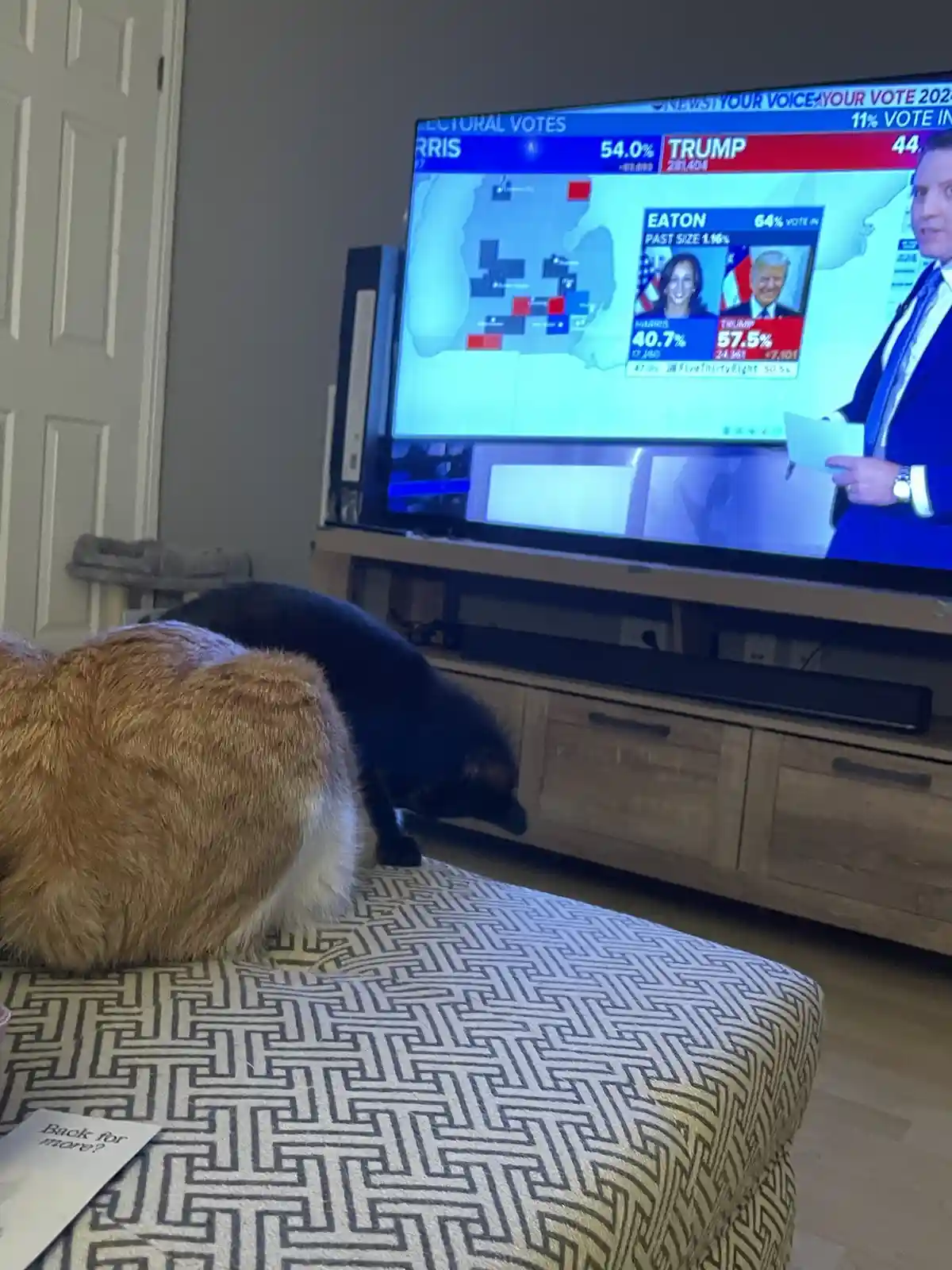 A black cat and a ginger cat are in a living room, with the black cat sniffing under a patterned ottoman while a TV in the…