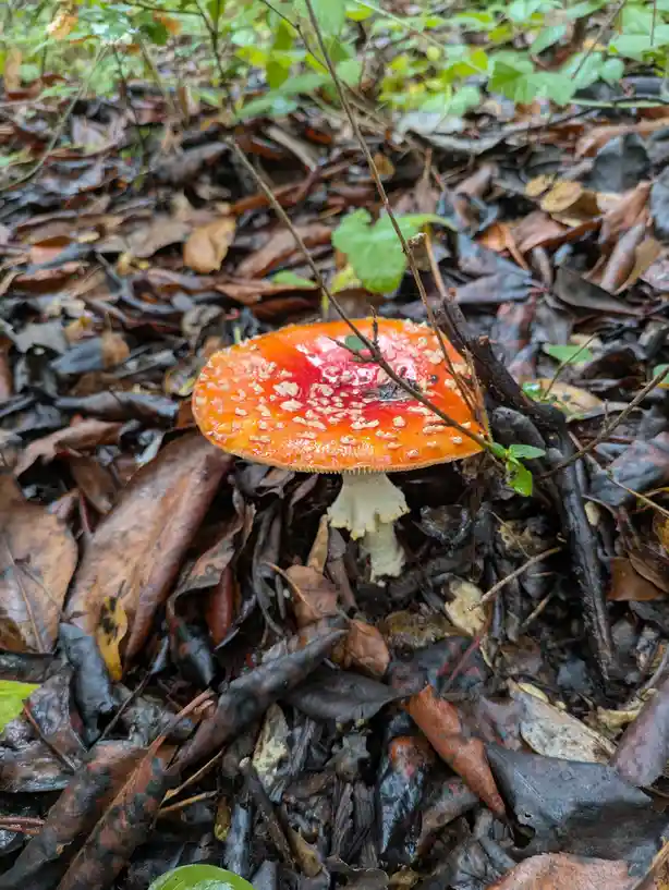 A vibrant red mushroom with white spots grows among wet, decaying brown leaves and green foliage on a forest floor. The…