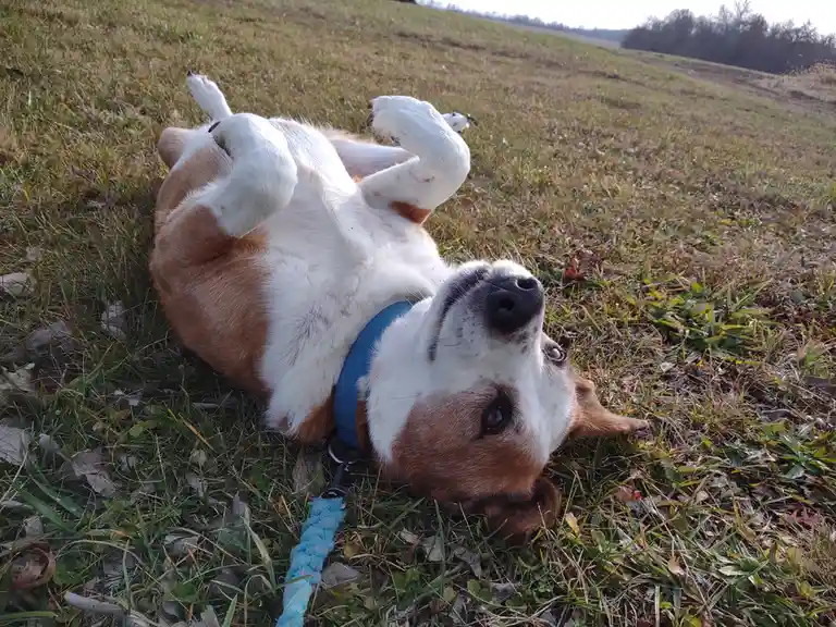 Never Forget to Take a Moment for Belly Rubs