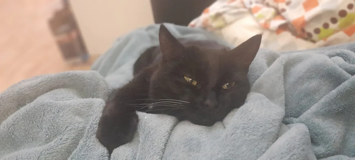 A black cat with yellow eyes lies on a light blue blanket, looking directly at the camera with a relaxed but slightly…