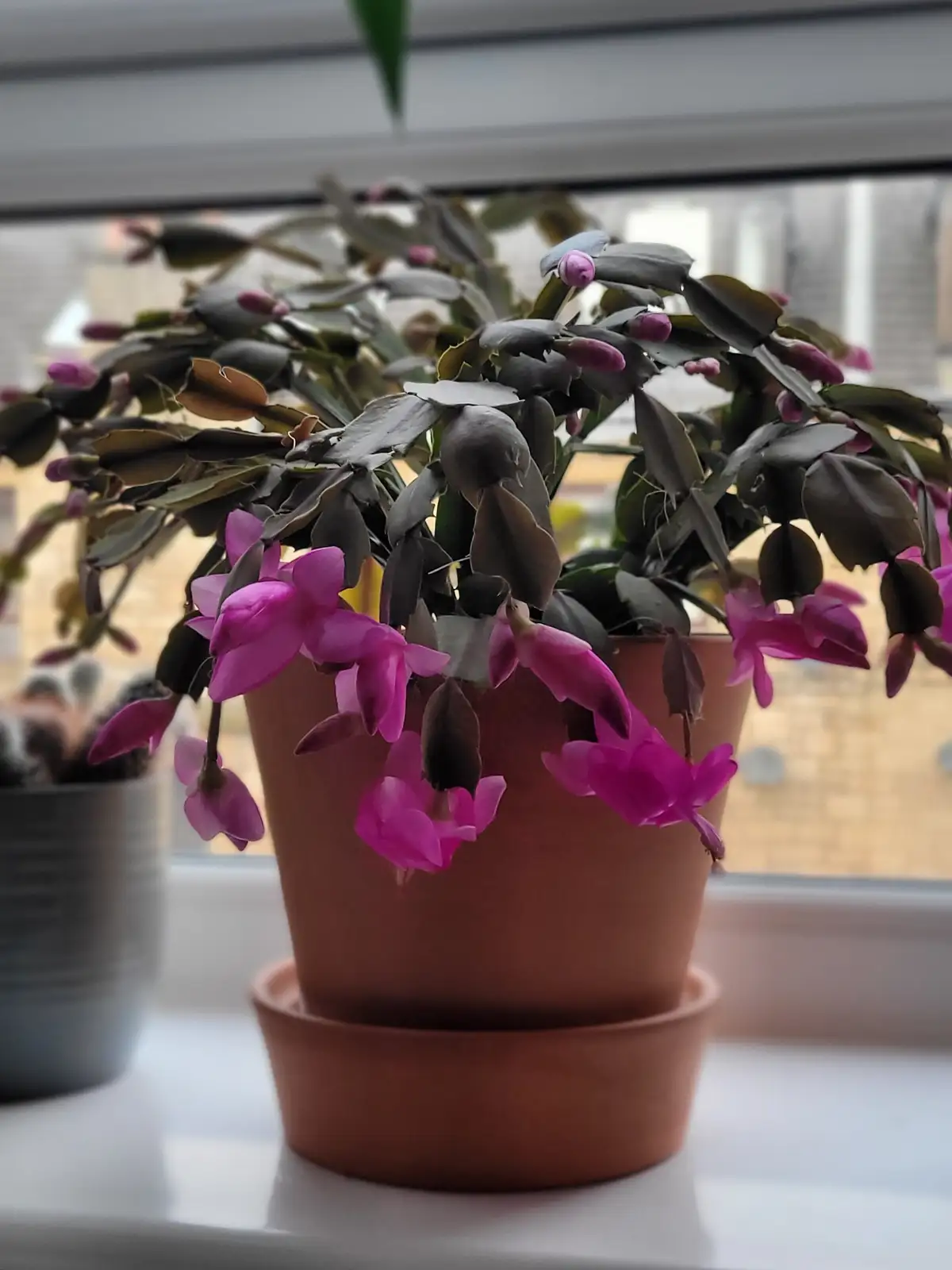 Blooming Beauty: My Christmas Cactus is in Full Flower
