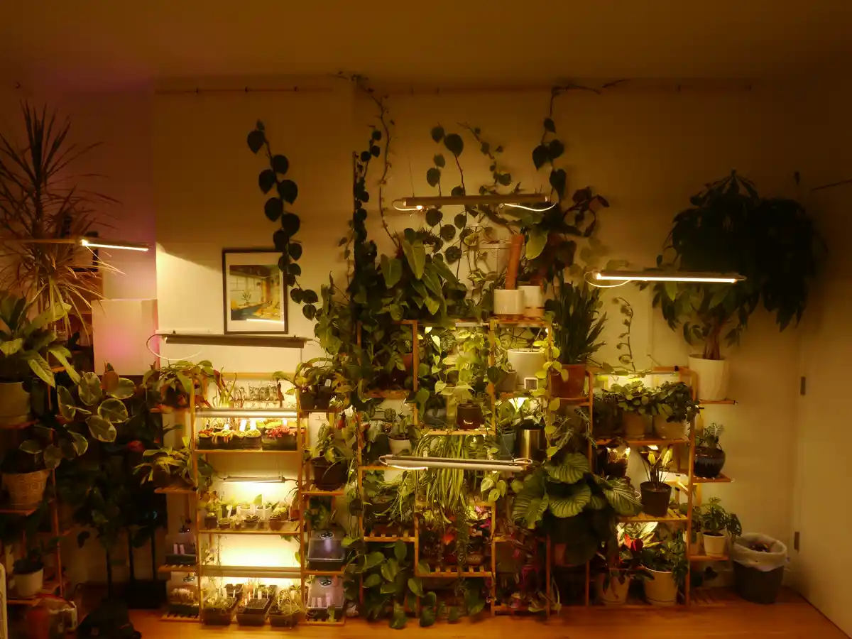 A warmly lit indoor room is densely packed with numerous potted plants arranged on wooden shelves and hanging from the…