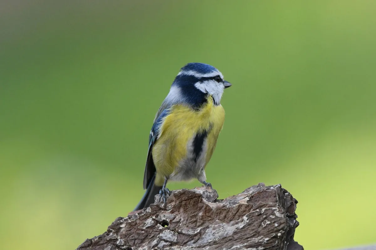 A blue tit bird with blue head, white cheeks, and yellow chest perches on a rough tree stump against a blurred green…