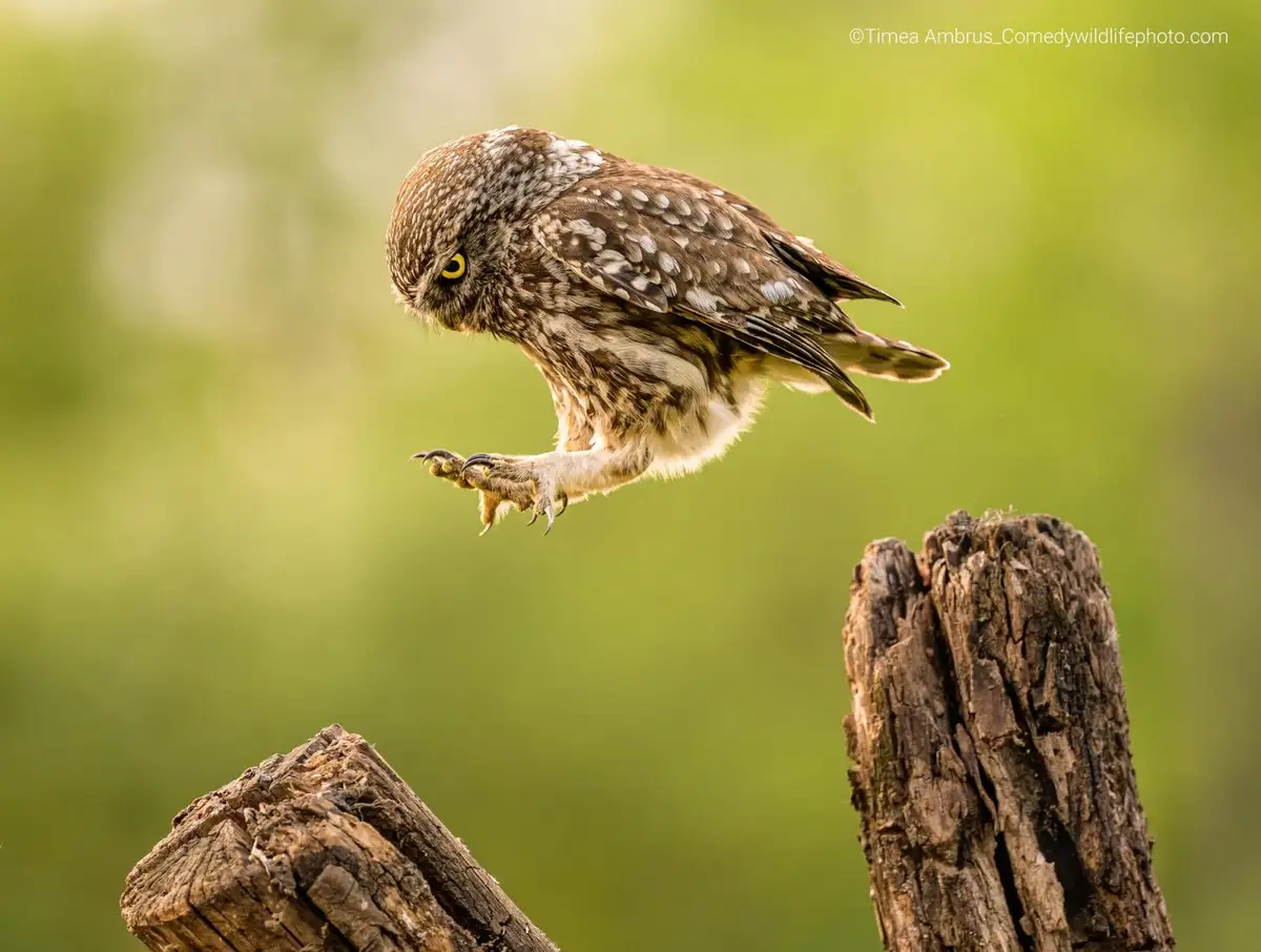 The Enigmatic World of Owls