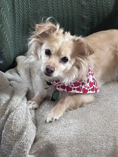 A small, fluffy, light-brown dog with large dark eyes and floppy ears is lying on a gray blanket, looking directly at the…