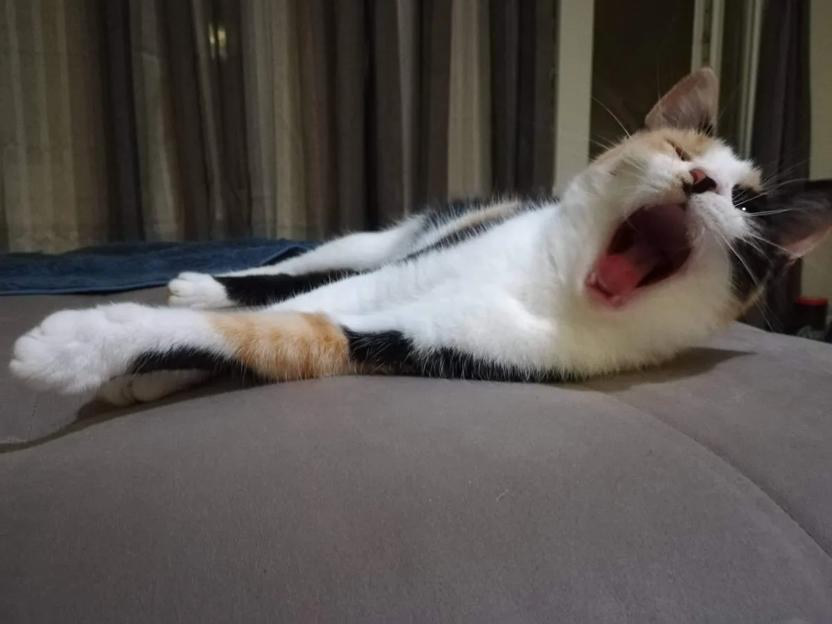 Get Ready for a Big Yawn!