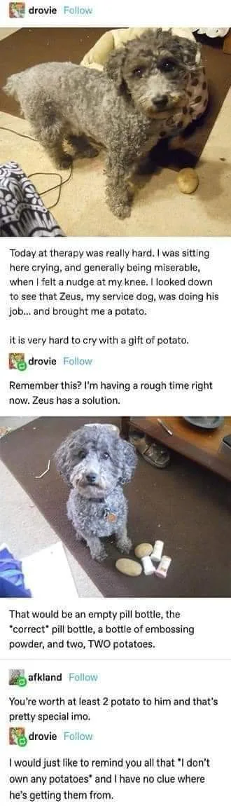 A two-panel meme featuring a grey, curly-haired dog named Zeus. In the first panel, Zeus nudge a person's knee while they're…