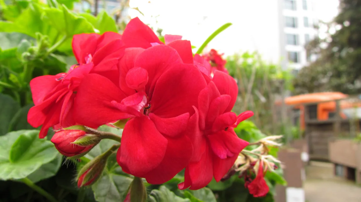 A close-up photograph shows vibrant red geranium flowers with lush green leaves in the foreground, while a blurred urban…
