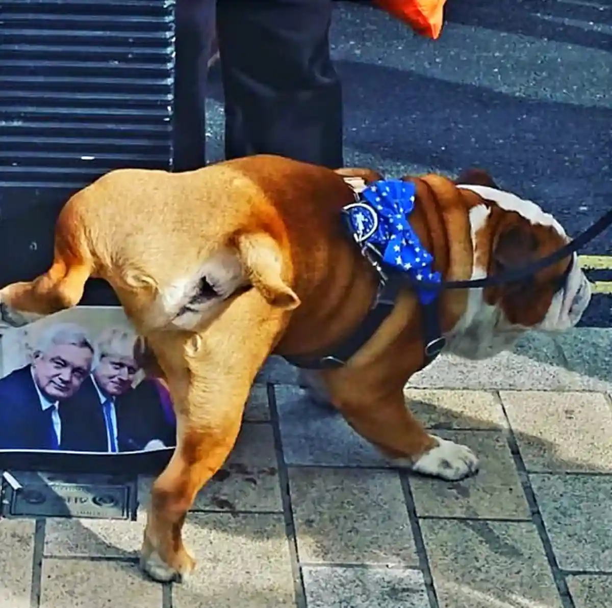 A brown and white bulldog wearing a blue star-patterned bow tie and harness walks on a paved sidewalk, its rear end…