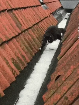 A black-and-white cat is shown in six sequential frames walking along a narrow, snow-filled gutter on a red-tiled roof. The…