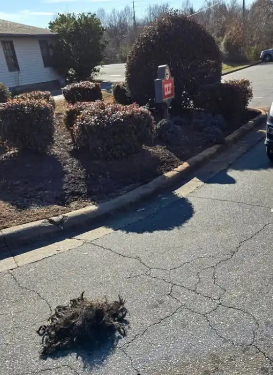 A pile of dark, tangled dog fur lies on a cracked asphalt road near a curb, with manicured bushes and a red 'EXIT' sign…
