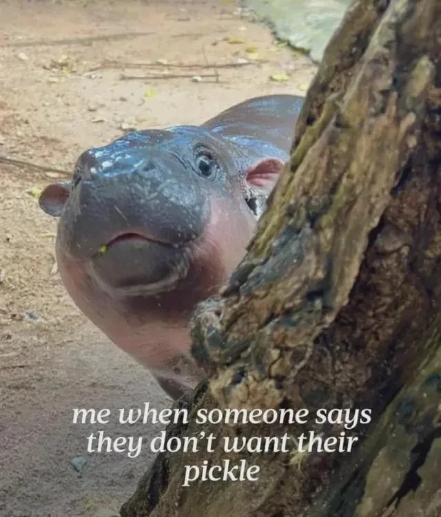 A close-up photo of a baby hippopotamus peeking out from behind a tree trunk, looking curious and slightly mischievous. The…