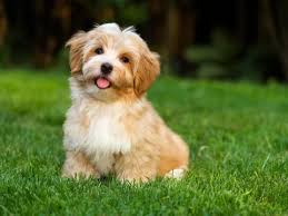 Celebrating My Cakeday with Adorable Dog Photos!