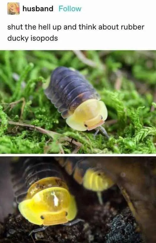 The image displays two photos of isopods with bright yellow, duck-like heads, one on moss and one in soil. The overlaid text…