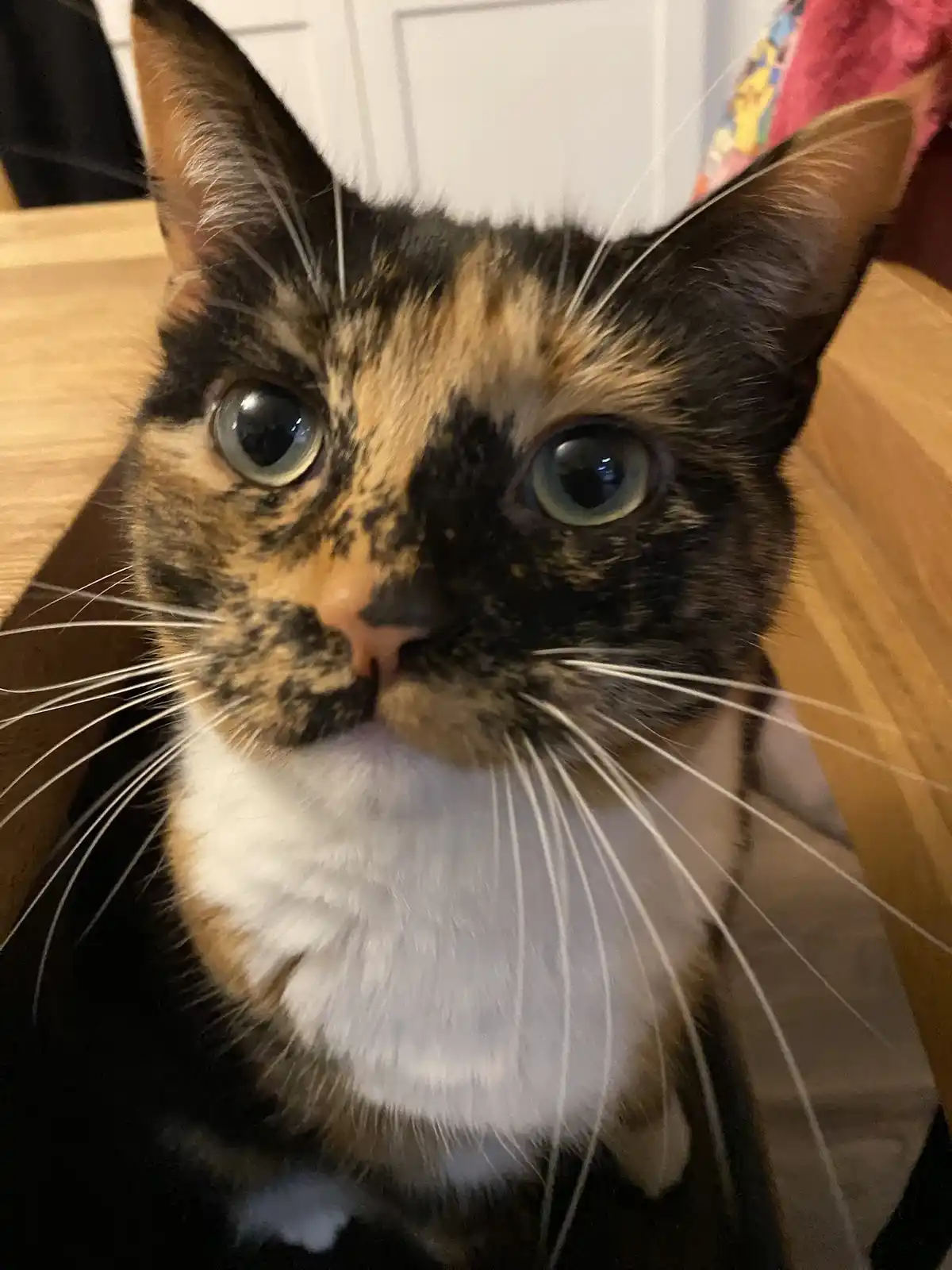 Crumble's Daily Snapshot: A Glimpse into His World