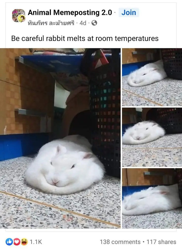 A collage of four photos shows a fluffy white rabbit lying on a speckled floor, appearing extremely relaxed and almost…