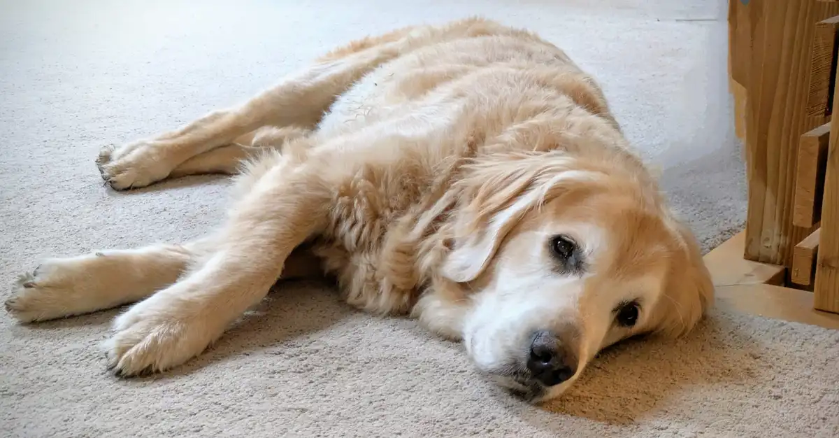A golden retriever lies sprawled on its side on a light-colored carpet, looking directly at the camera with a relaxed…