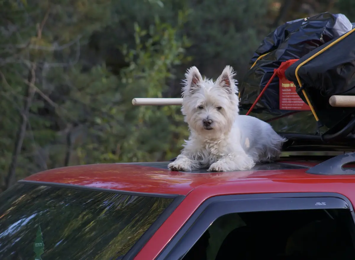 A white West Highland Terrier is lying on the roof of a red car, looking directly at the camera with a calm expression…