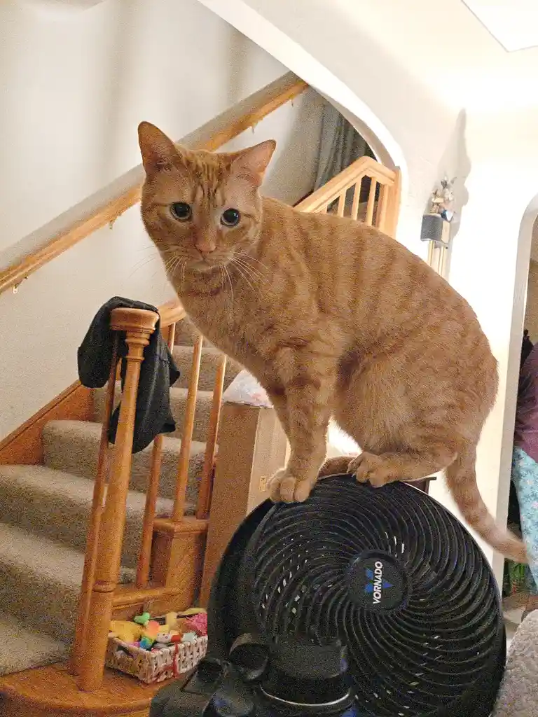 An orange tabby cat is perched atop a black Vornado fan in a home setting, with a wooden staircase and railing visible…