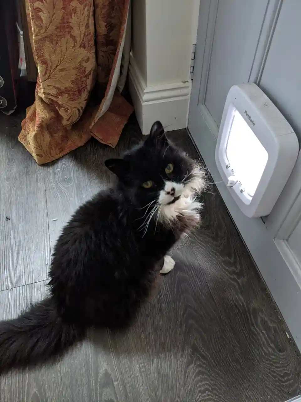 A black and white cat with a fluffy white chest and paws sits on a dark wood floor, looking up with a skeptical expression…