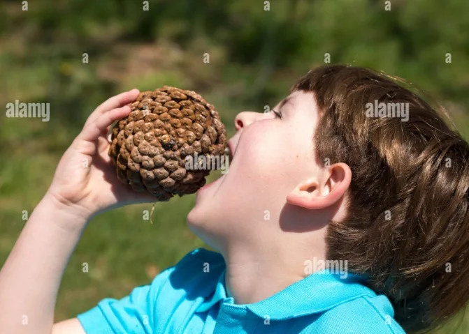 a young boy in a blue shirt holds a large pinecone up to his open mouth, tilting his head back as if about to eat it. The…