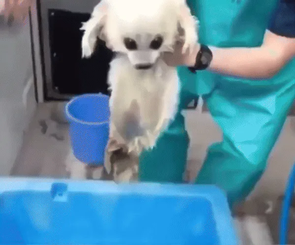 A small white dog with large dark eyes is being bathed in a blue tub. The dog's fur is wet and matted, and it has a…