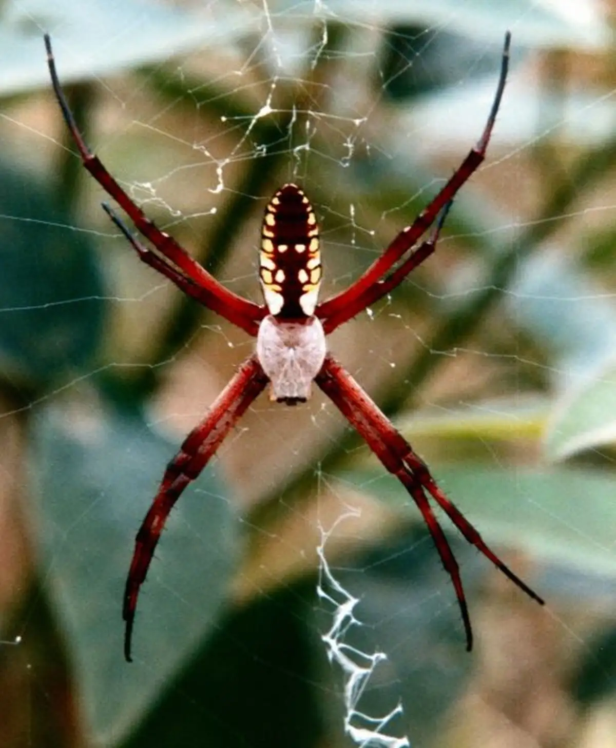 A close-up photo shows a large, red-legged spider with a patterned abdomen hanging in the center of its web, surrounded by…