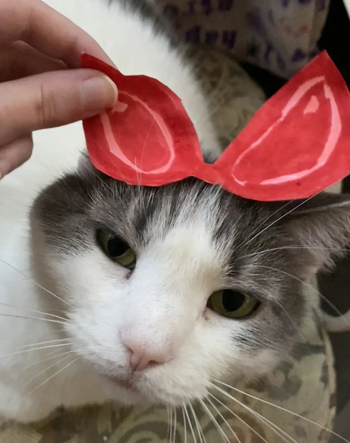 A close-up photo shows a gray and white cat with a bored, unimpressed expression as a human hand places a pair of bright…