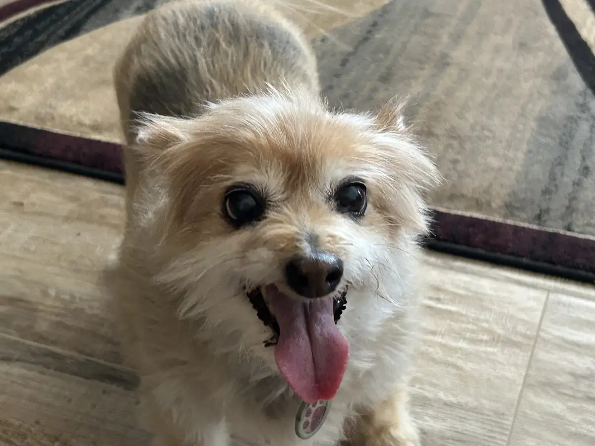 My Pup is All Set for an Adventure!