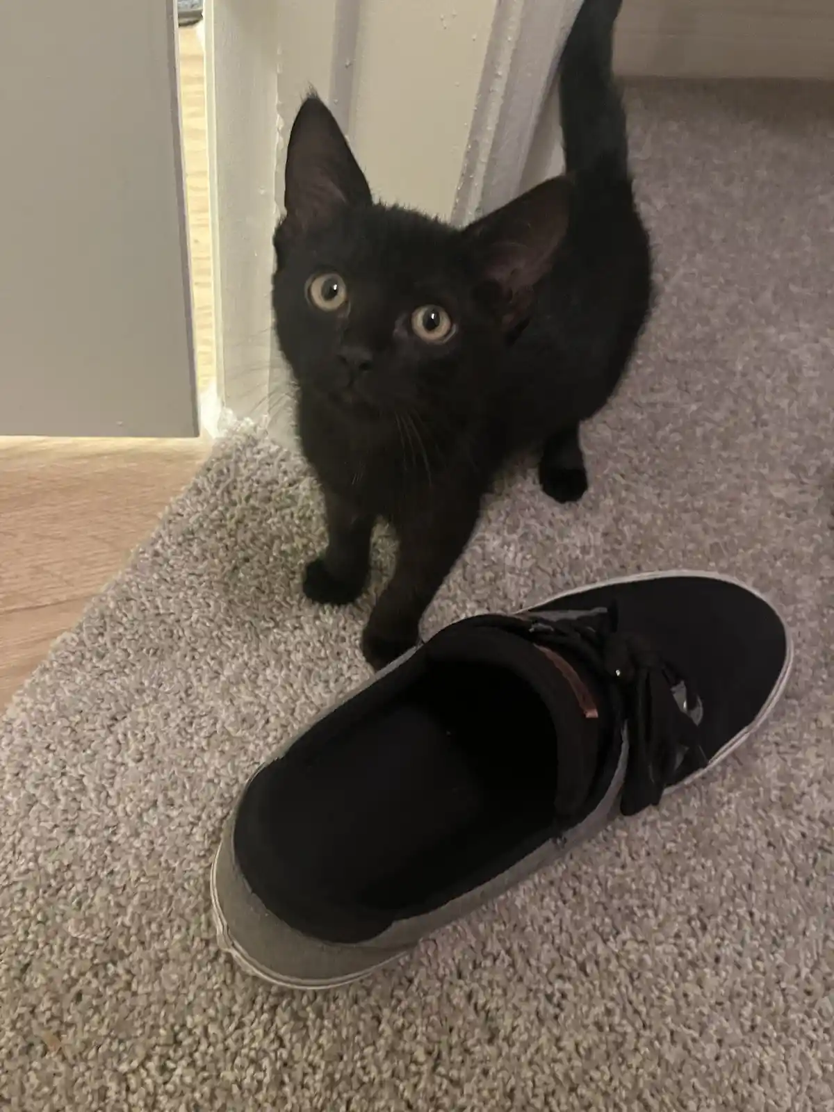 A small black kitten with wide, startled eyes stares upward from a carpeted floor, positioned near a doorway, while a black…