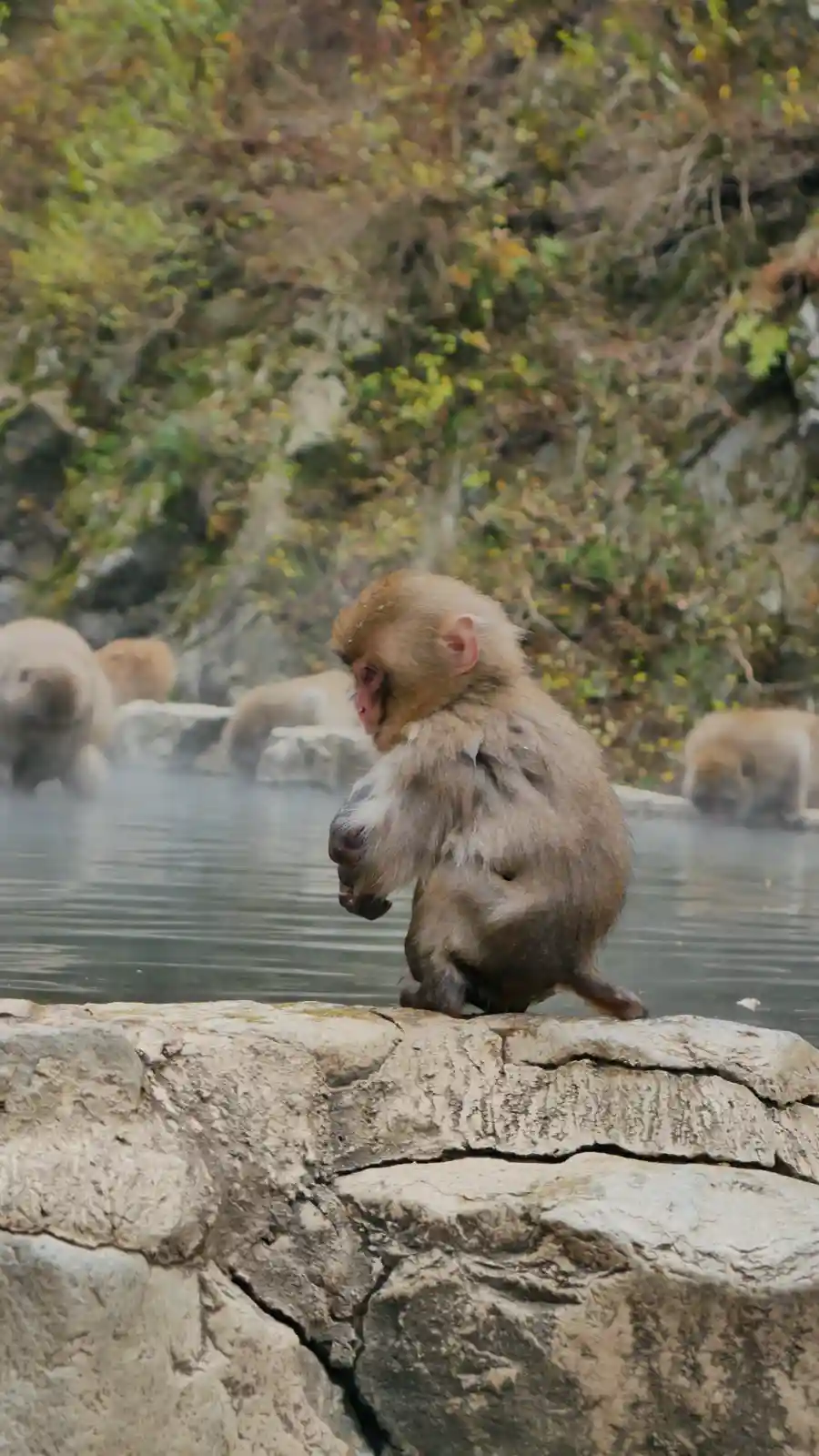 The Highlight of My Japan Trip: A Monkey at Jigokudani