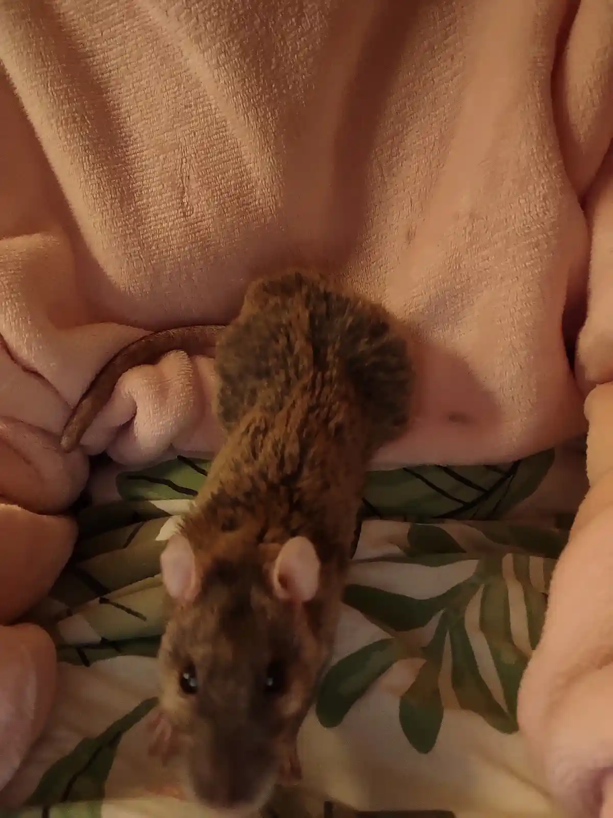 A small brown mouse with pink ears and dark eyes is looking up at the camera while being held in someone's hands, which are…
