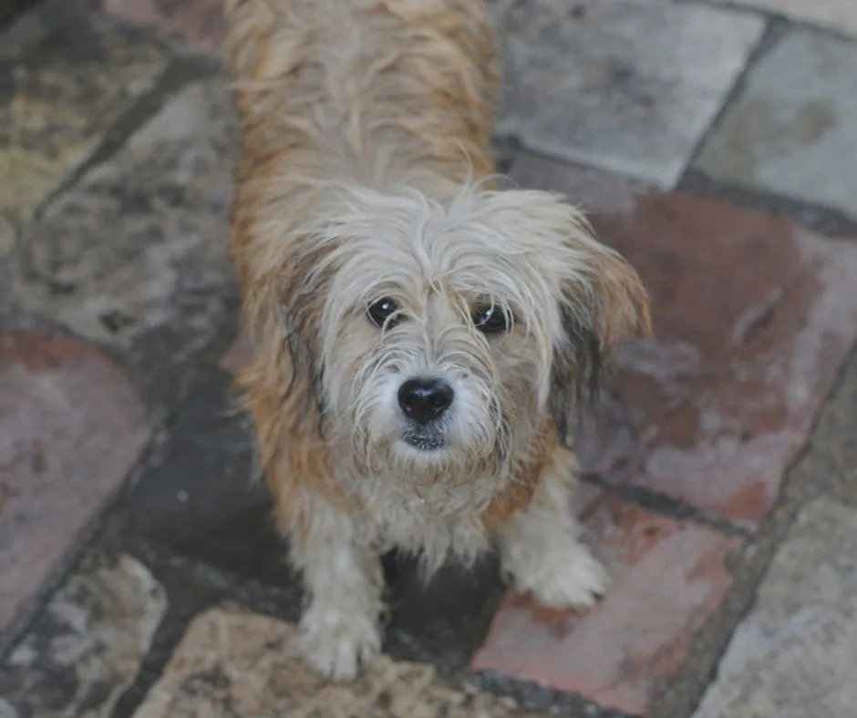 A small, shaggy, wet-looking dog with matted light brown and white fur stands on a stone patio, looking directly at the…