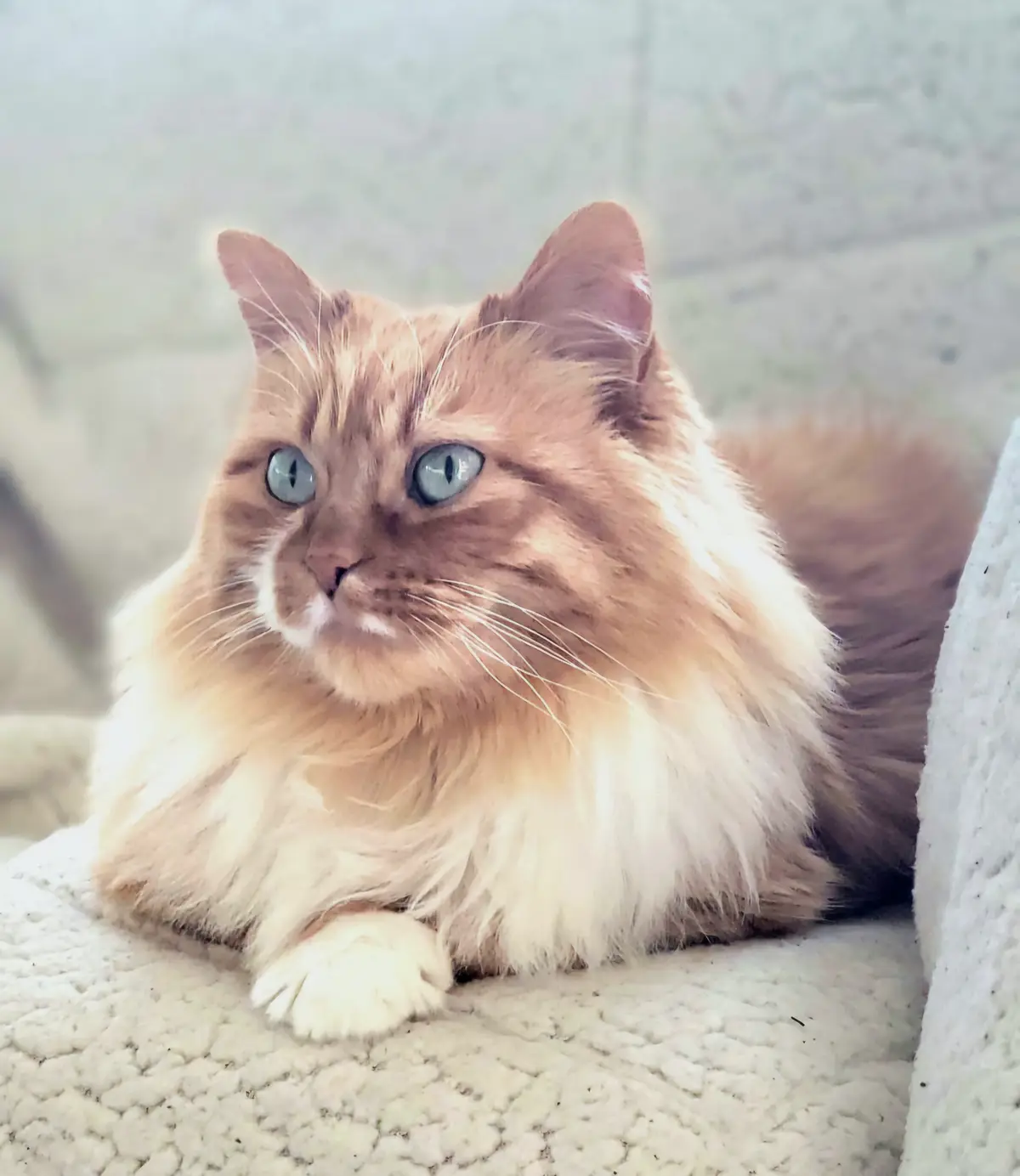 A fluffy, long-haired cat with striking blue eyes and a cream-to-light-brown coat is lying down on a textured white blanket…