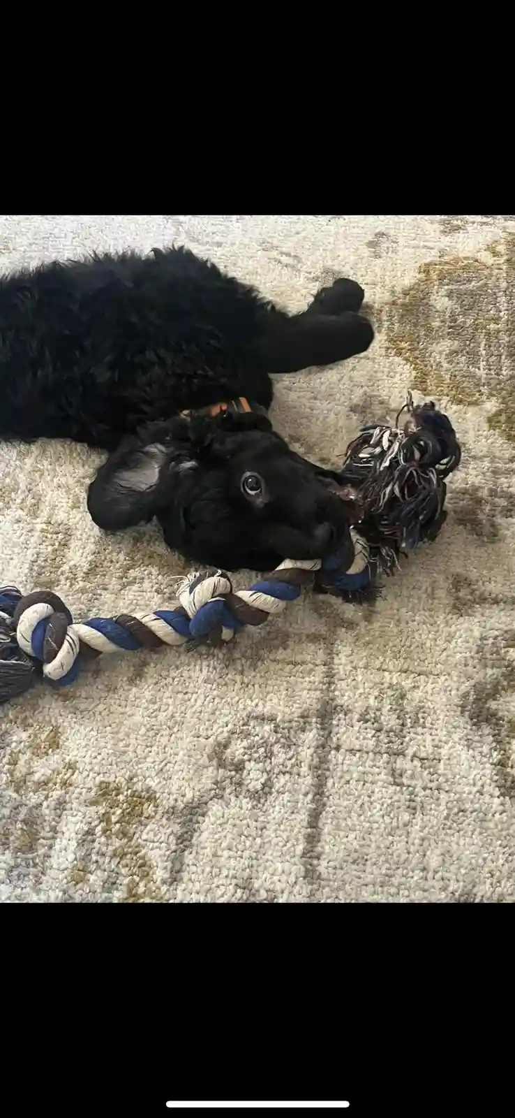 A black, fluffy puppy lies on its back on a patterned carpet, playfully chewing on a worn, multicolored rope toy. Its large…