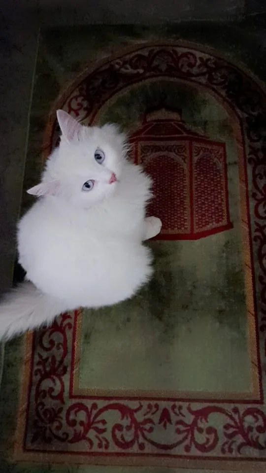 A fluffy white cat with blue eyes sits on a patterned rug that features a red ornate lantern design. The cat looks upward…