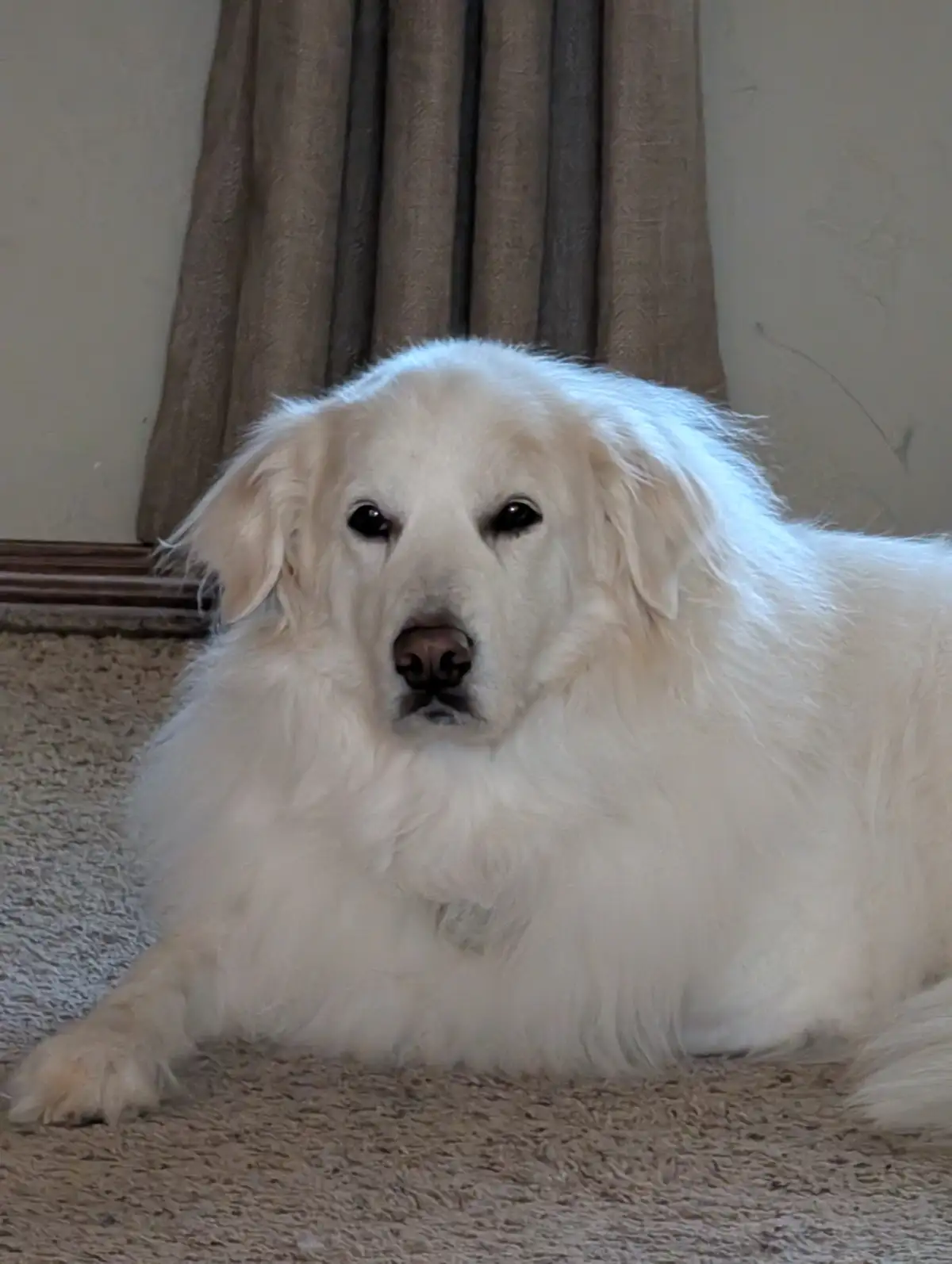 A fluffy white dog with a relaxed, slightly droopy-eyed expression lies on a beige carpet in front of brown curtains. The…