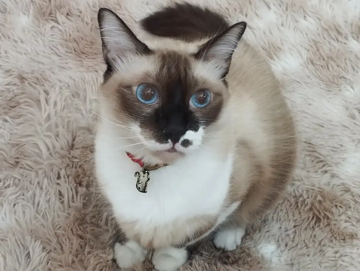 A close-up photo of a fluffy, light brown and white cat with striking blue eyes and dark facial markings, sitting on a…