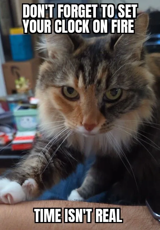 A close-up photo of a fluffy, multi-colored cat with a stern, unimpressed expression staring directly at the camera. The…
