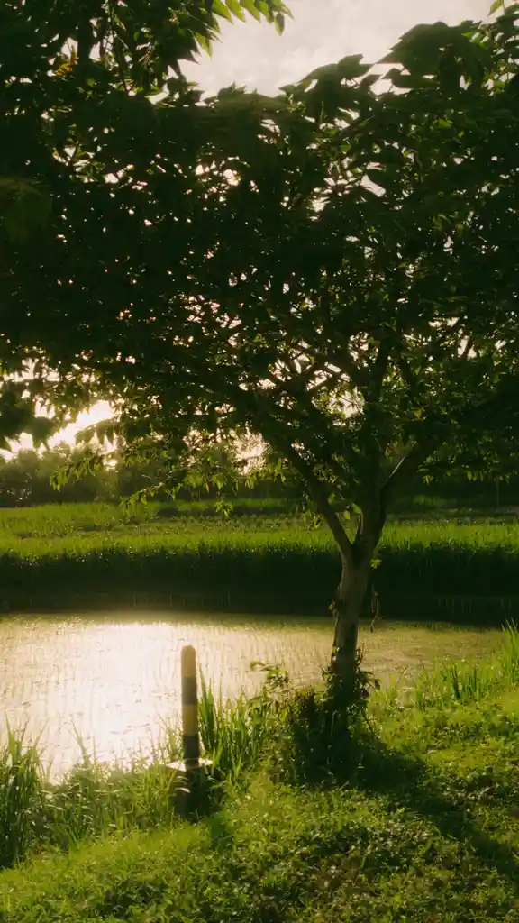 A serene, sunlit rural scene shows a tree beside a calm body of water, with lush green fields in the background. A…