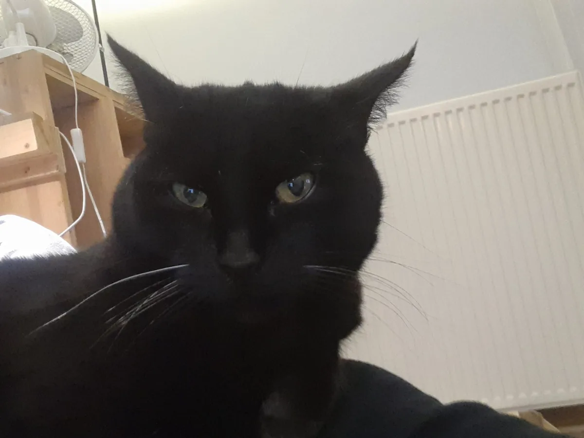 A close-up photo of a black cat with intense, unblinking yellow-green eyes staring directly at the camera, conveying a look…