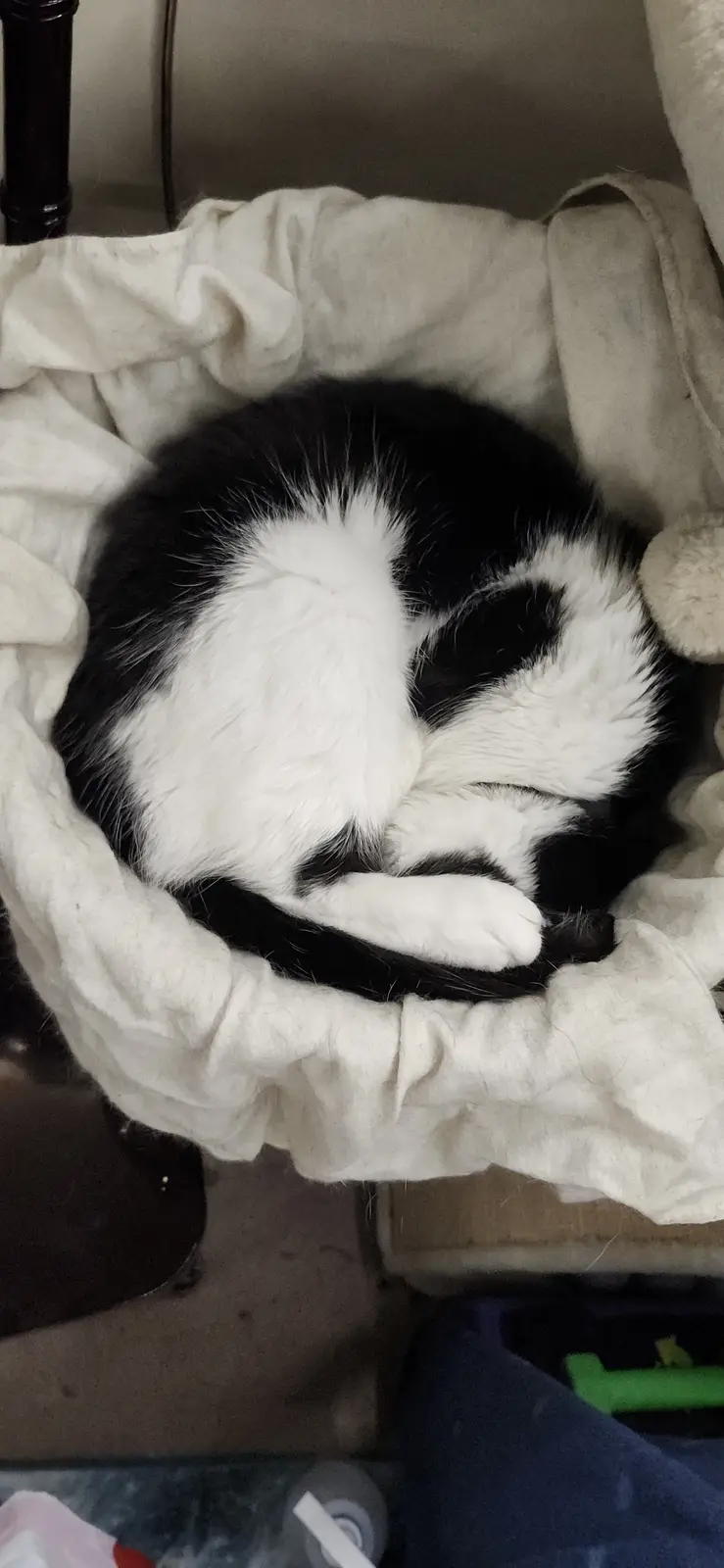 A black and white cat is curled up tightly in a white fabric bed, appearing to be sleeping soundly with its paws tucked in…