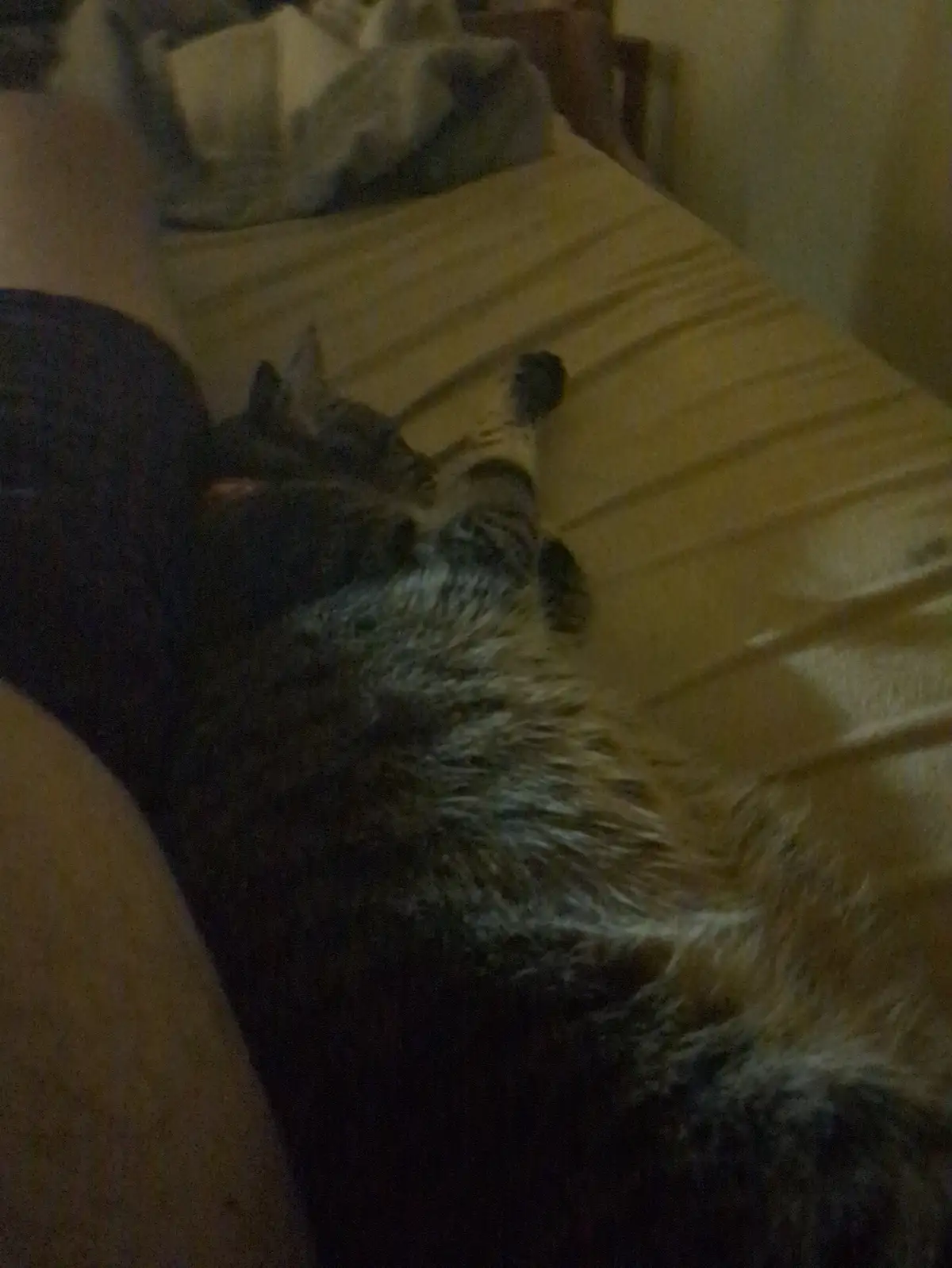 A blurry, dimly lit photo shows a dark-furred cat lying on its back on a striped bed, appearing to be sleeping or resting…