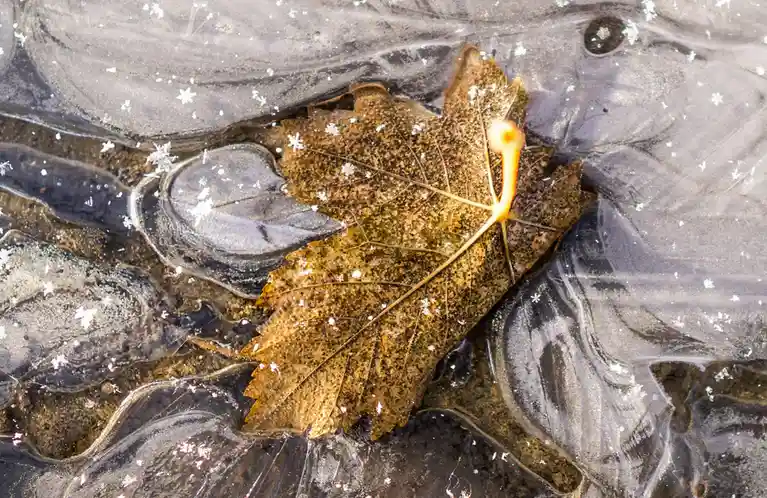 A close-up photograph shows a brown, dried leaf trapped under a thin, clear layer of ice with small snowflakes scattered…