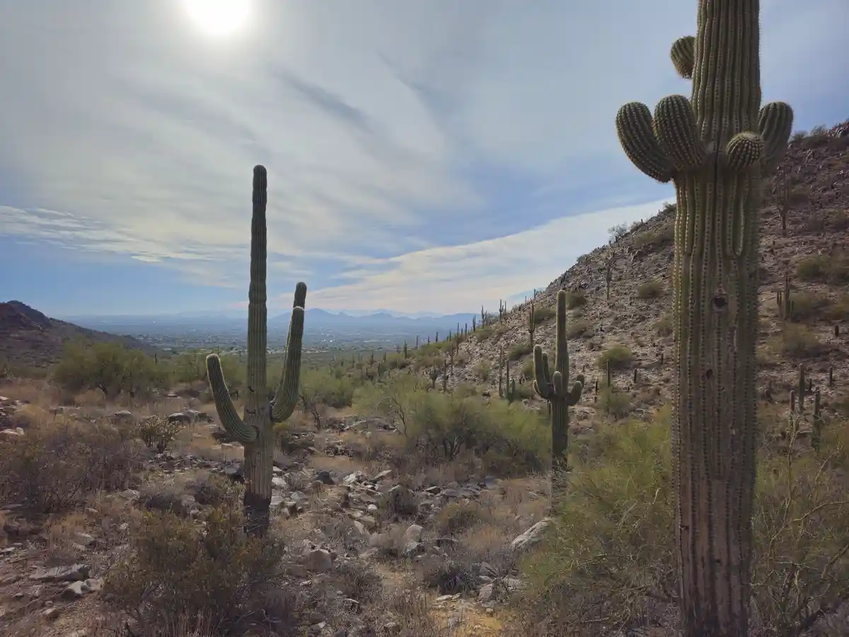 A scenic desert landscape with tall saguaro cacti under a bright sun, overlooking a distant city. The overlaid text reads…