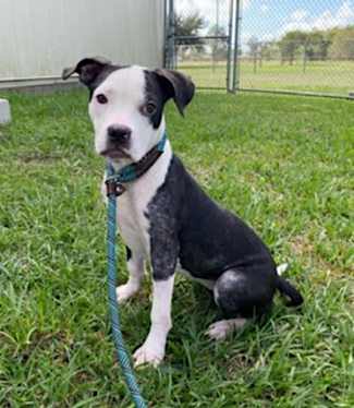 A black and white puppy with a green leash sits on grass, looking directly at the camera with a serious expression. The text…