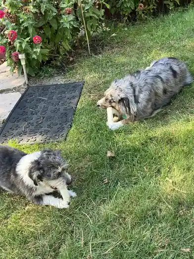 Two dogs are lying on a grassy lawn, each holding a bone in their mouths and staring at each other. One dog, with blue merle…