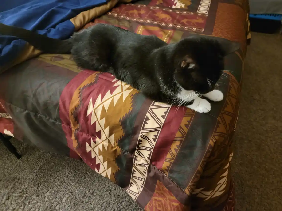 Daily dose of feline cuteness #1272