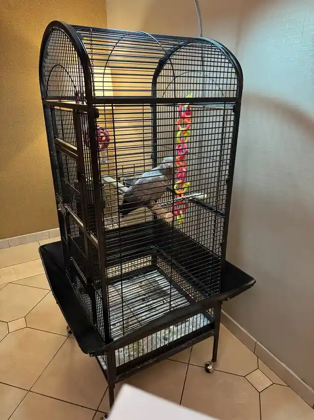 A grey African grey parrot sits calmly on a perch inside a tall black metal birdcage with colorful toys, positioned on a…